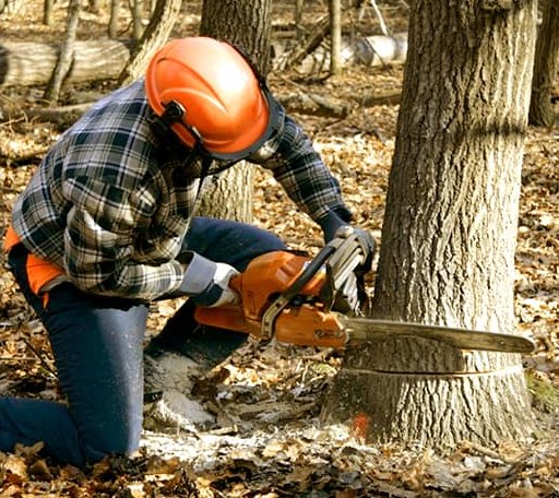 Tree Removal in Belvedere Tiburon, CA